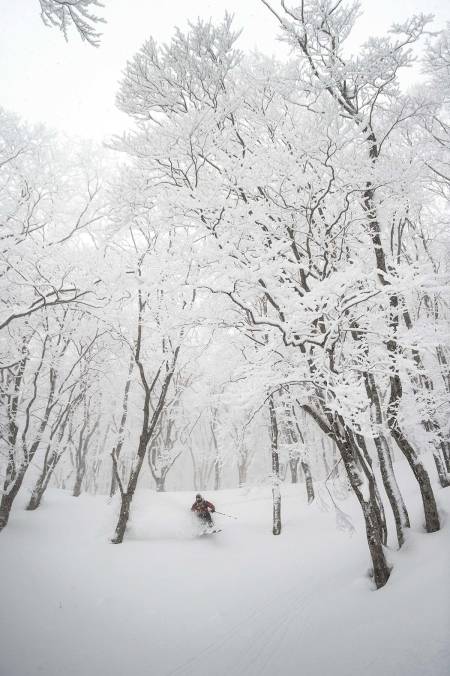 ÅPEN KALENDER: Det er den åpne skogen og snødybden som lokker folk til Japan. Foto: Daniel Rönnbäck