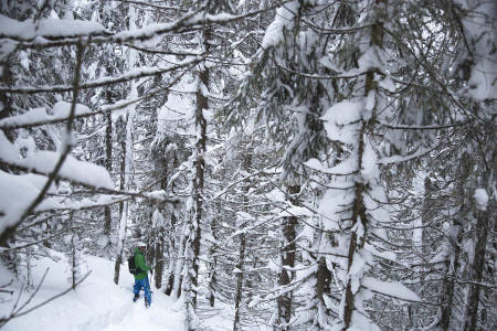 TJUKT: Stian Skinnes Fossen konstaterer at Norefjells skog ofte er for tett.