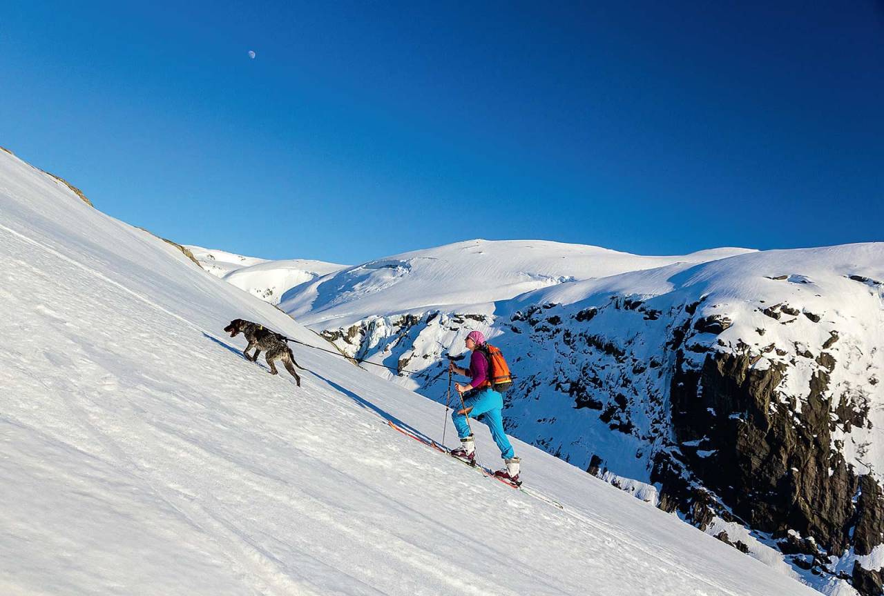 Når man er den glade eier av en vorsteh kan man legge sporet litt brattere enn alle andre. Ida Sollie og hunden Haldor er på vei opp Hallbrekkkvæven på Storeknuten (1055 moh) Foto: Lars Storheim.
