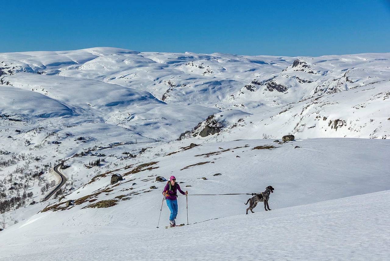 Ida Sollie og hunden Haldor legger sporet mot Røseknuten. Foto: Lars Storheim. / Toppturer i Sørvest.