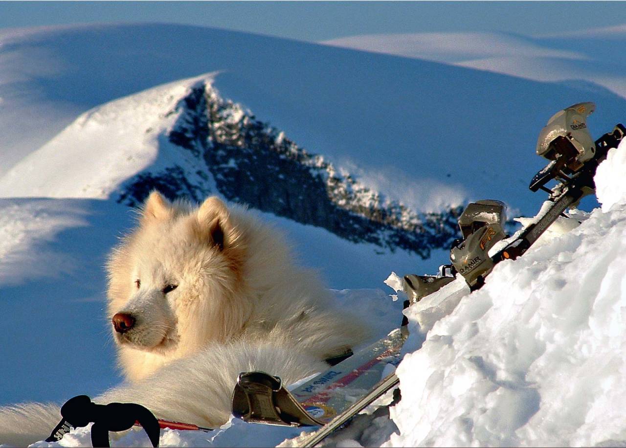 Tungt utstyr på toppen av Asbjørnsnosi. Hunden Jølle let seg ikkje merke av januarkulda. Foto: Bjørnar Bjørhusdal. / Toppturar i Sogn.