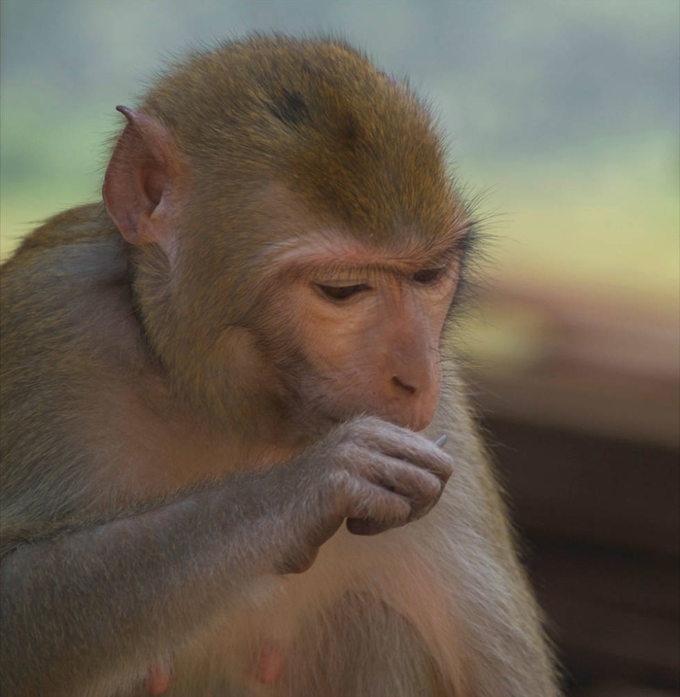 FORSYNT: En lokal ape takker nei til banan. Foto: Øyvind Sveen