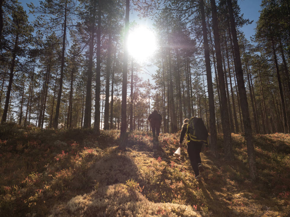 FIN NATUR: Rendalen er først og fremst er utrolig fint sted. Foto: Morten Risberg Rendalen Tegningsfallet Dødsing Tur