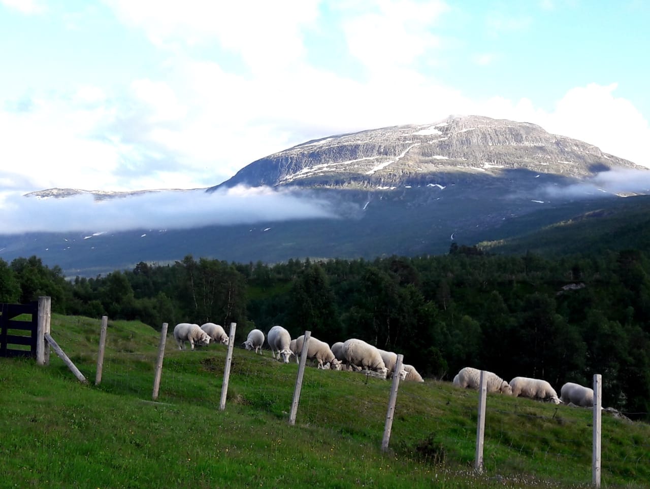 Skjermbilde 2018-07-13 kl. 00.35.50