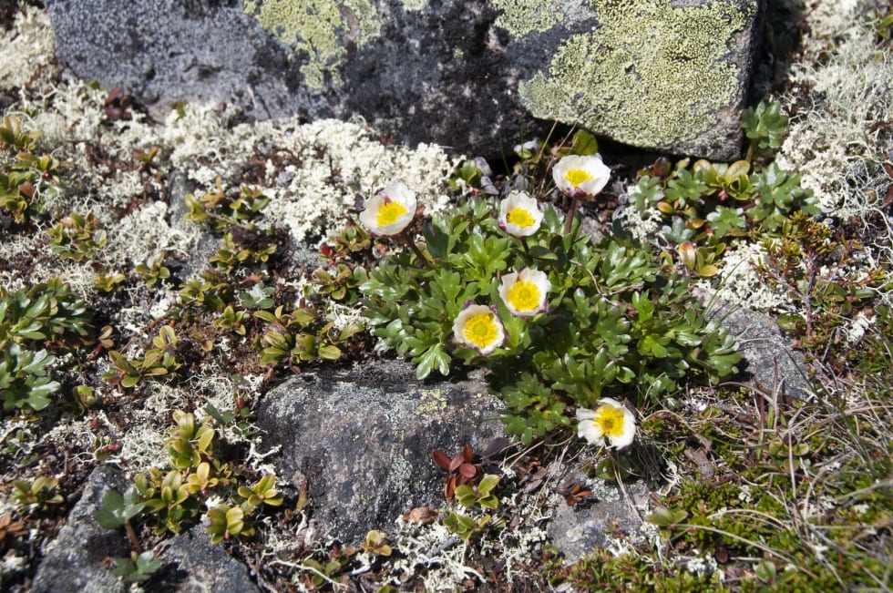besseggløpet_mogop_gunhild soldal