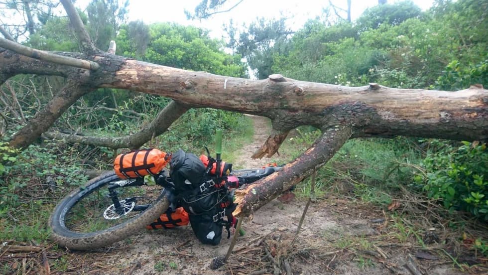 Stisykling og stirydding Downed tree trail - Gässler 1400x788