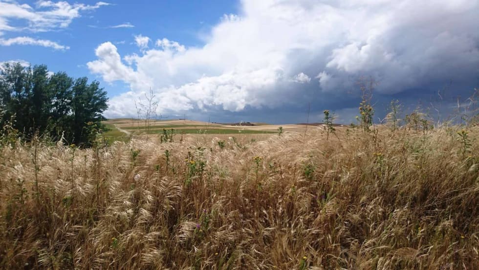 Fredelig Fields - Gässler 1400x788