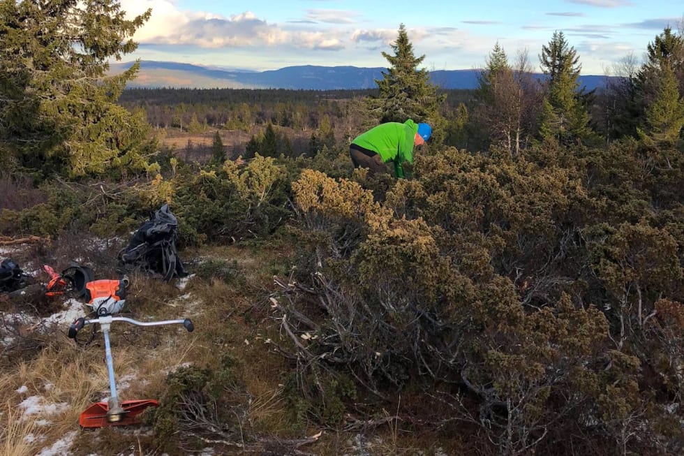 Det er ryddet betraktelig på fjellet i høst for Offroad Valdres 2019 blir upåklagelig. Foto: Ole Christian Nymoen CK Valdres Oct 28-18 trail work 1 - Ole Christian Nymoen 1400x933