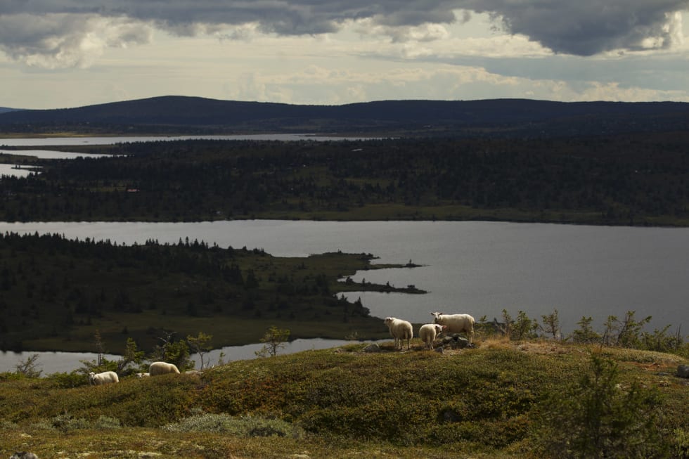 VÆRT HER LENGE: ...bortsett fra denne gjengen, da. Godt vant, sikkert. (foto: Kristoffer H. Kippernes) _KHK3267