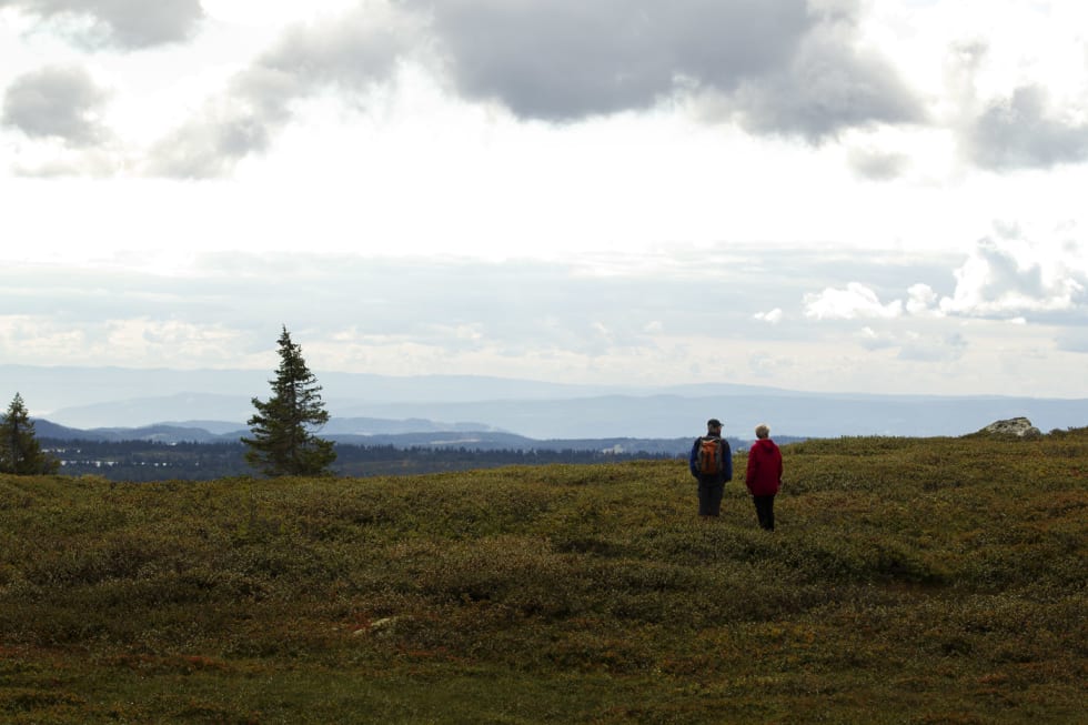 TID TIL ETTERTANKE: Ikke alle benyttet seg av to hjul på fjellet. Bærplukking er kanskje en minst like sjelerensende prosess som å sykle sti? (foto: Kristoffer H. Kippernes) _KHK3245