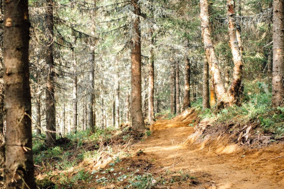 Ferdig utbygget vil den nye stien bli cirka 300 meter lang. NOTS Tromsø stibyggerkurs trail 1 - Foto Rekkje Stiutvikling 1400x933