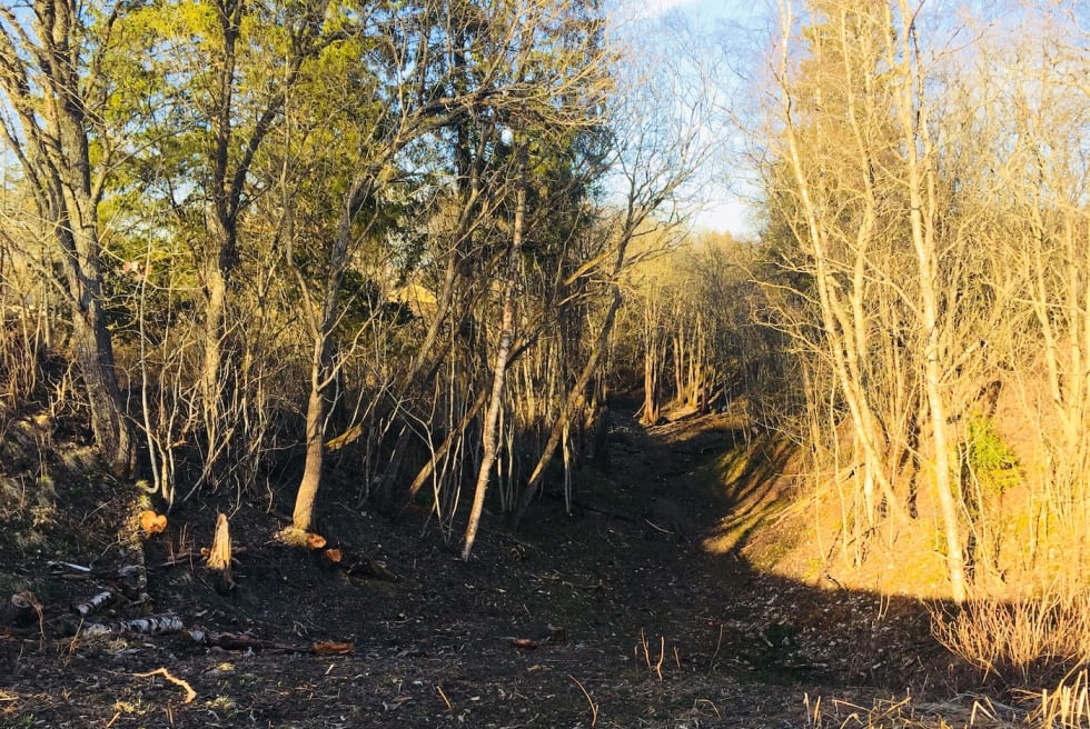 Inngangen til skogområdet: Løypa skal gå innover på venstre side, krysse bekken lengre ned (utenfor bildet) og komme tilbake på oversiden av skogen til venstre. Foto Vegard Blakstad Inngang skogparti - Foto Vegard Blakstad 1400x933