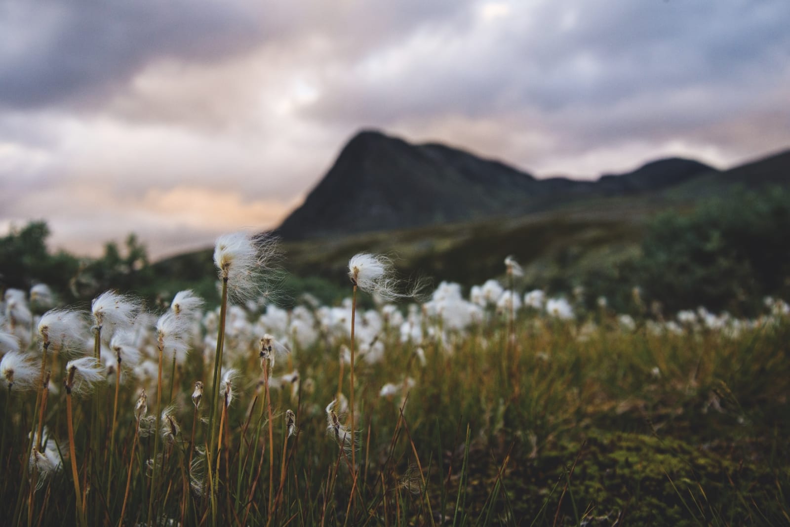 FOR ORDENS SKYLD: Rondane byr på mer enn steinrøys, så klart. Foto: Maria K. Kleiven