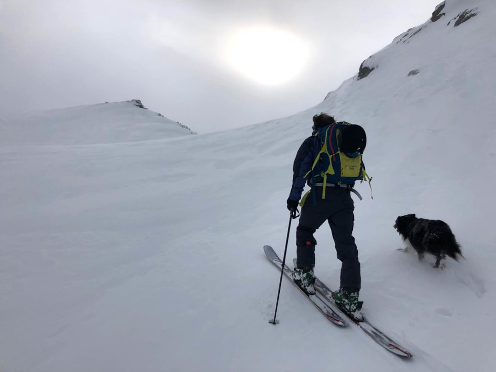 Rutsjewiggo. Wiggo ble norgeskjent etter å ha rutsja utfor Austabotnatindrenna, men er fortsatt like glad i være med Petter på tur. Foto: Audun Holmøy Røhrt