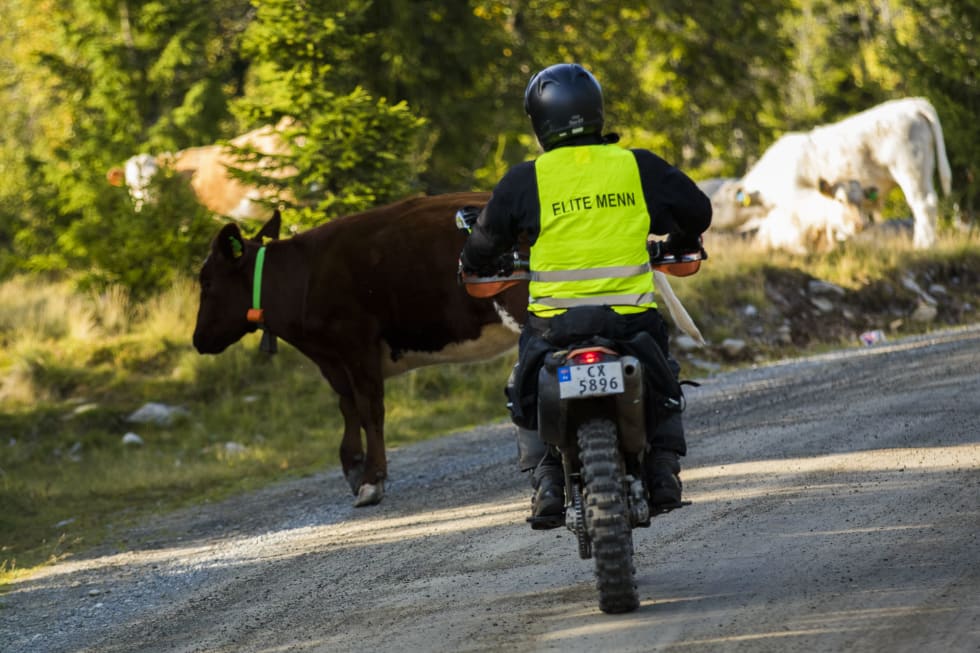 DYRELIV 2: Et par steder måtte følgemotorsyklistene jage vekk kveg i veien. Foto: Snorre Veggan 15 - birken2017-9885a