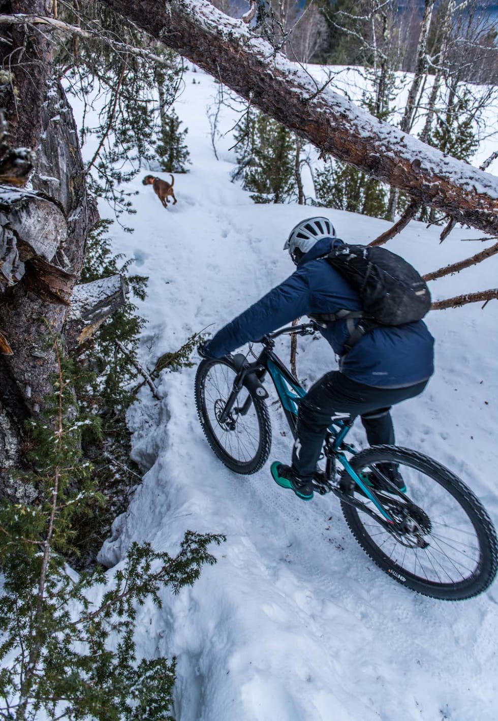Det er både fjell og vidde og skog og mark mellom toppen av Dregetuva og sentrum i Stranda. Foto: Martin André Kristoffersen Pedro Matos through the woods Dregetuva April 2018 - Martin Andre Kristoffersen 1000x