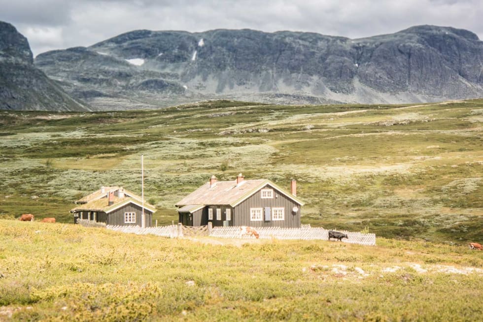 Et krøtterliv: Buskap på beite ser du overalt på vei over fjellet.