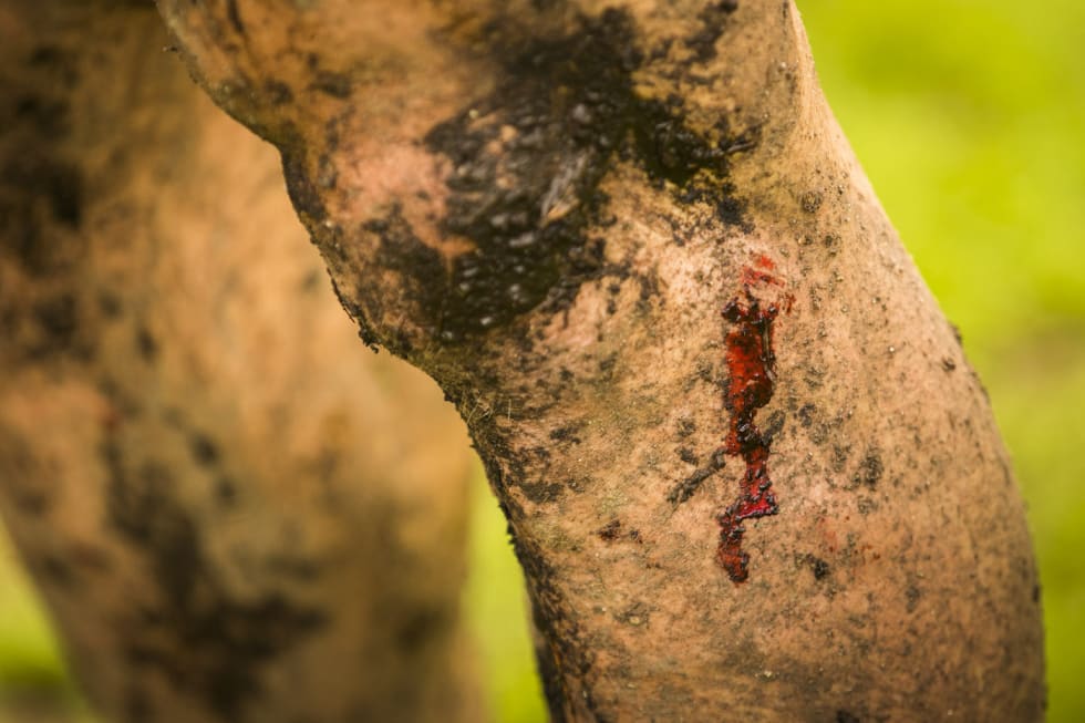 Det er terreng i Terrengsykkelrittet og det gikk med noen meter plaster. Foto: Snorre Veggan blood 1400x933