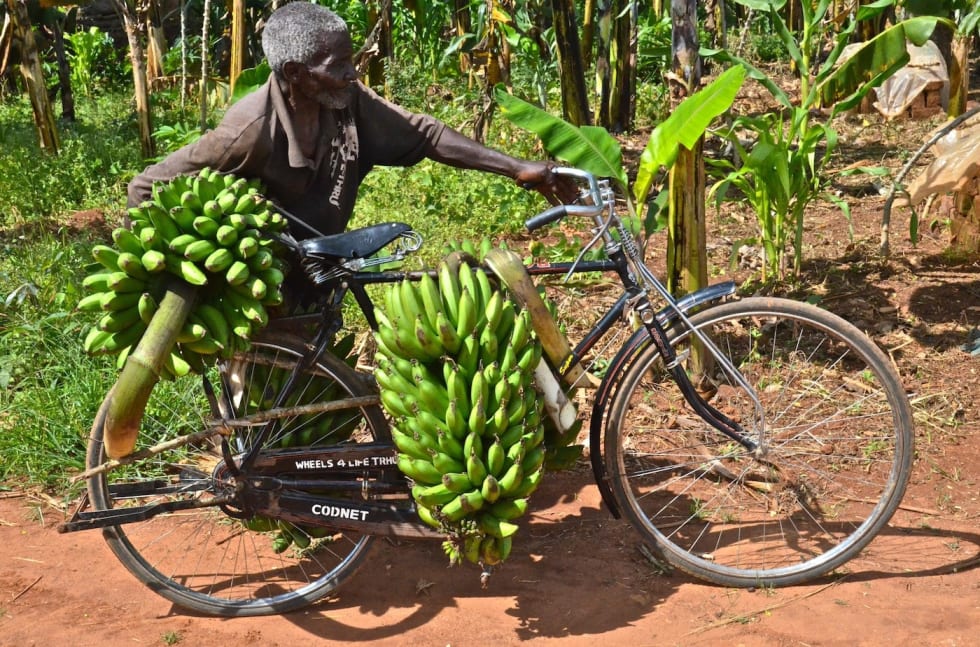 Det er langt enklere å frakte mange bananer på hjul enn på ryggen. Foto: Carmen Freeman Banana transport Photo Carmen Freeman-Rey 1400x924
