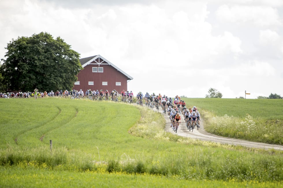 Foto: Pål Westgaard Feltet - Gylne Gutuer 2018 - Pål Westgaard 1400x933