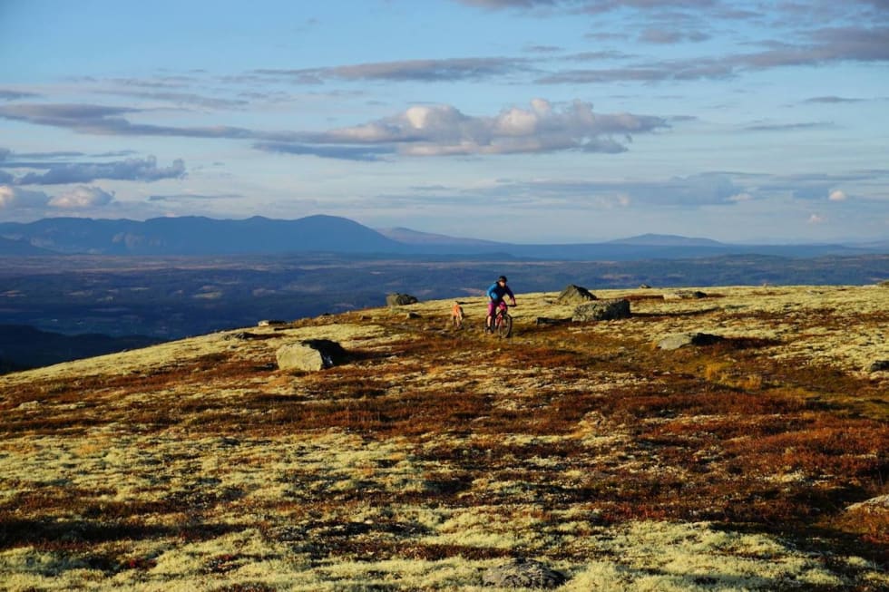 Nesbyen har stier med stor variasjon, både fjell og skog. Foto: Ove Grøndal Fall Cycling 2016 Dyna - Ove Grøndal 1400x933