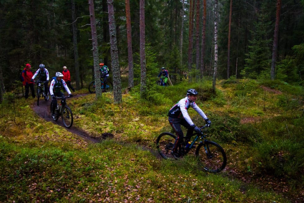 SMAL STI: Pioneren er en smal sti, som slynger seg mellom furuleggene. (foto: Snorre Veggan) pioneren-2095a