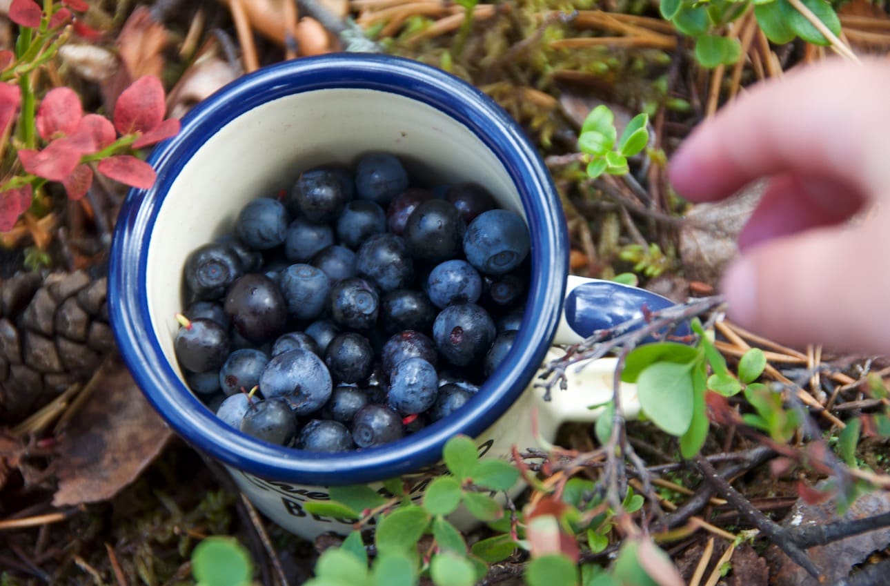 TIL PANNEKAKENE: Det fine med å plukke for hånd, er å slippe rensejobben etterpå. Foto: Gunhild Aaslie Soldal