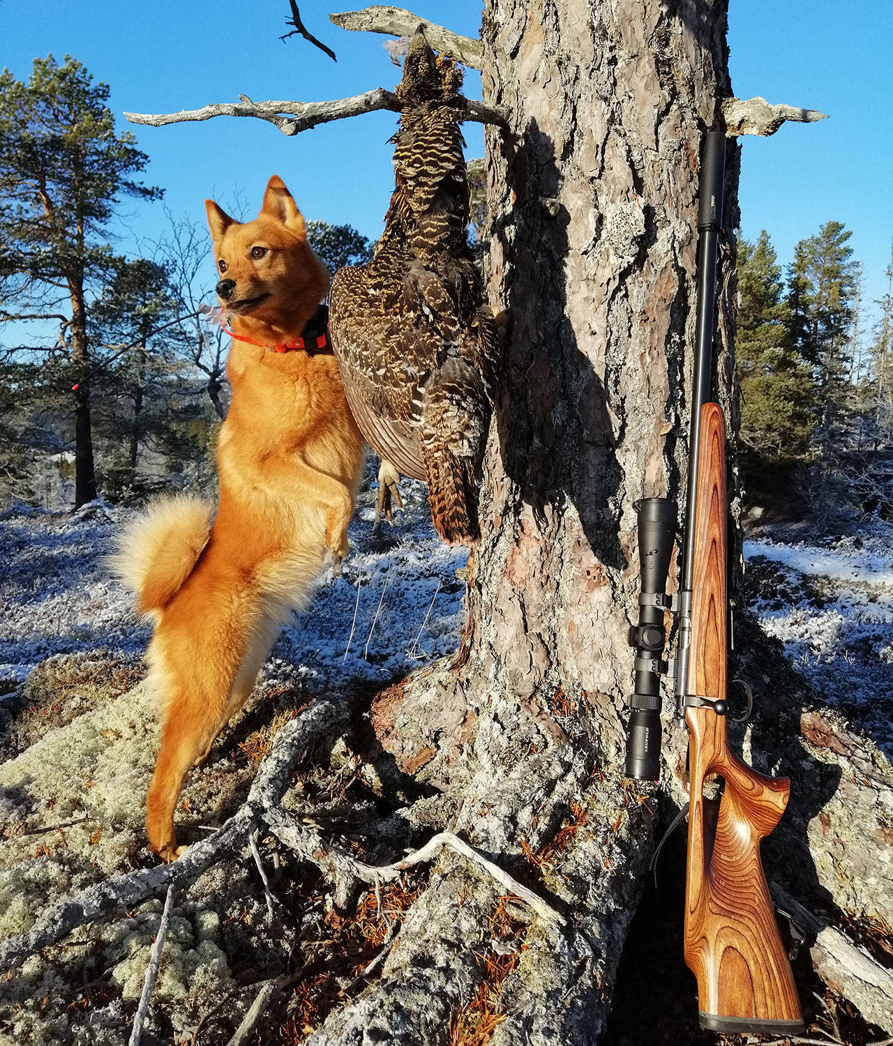 Finsk spets storfugl røy Anita Aune Løvseth JEGERs fotokonkurranse En stolt spets på storfuglfallet gir Anita Aune Løvseth 3. premie.