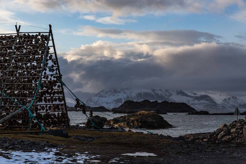 FOREDLING: Torskehoder henger tett i tett på hjellene ved veien ut til Henningsvær. 3-Skiferie-Lofoten-Henningsvær