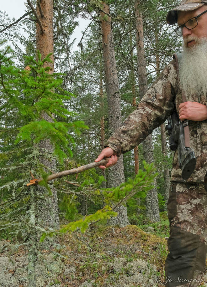 Gevirklapring: Lyden av en okse som feier geviret er noe andre okser ikke tåler å høre. Bogfjøl fra rådyr eller rein er best. Har du ikke det, fungerer også en kraftig tørrkvist. jeger gevir gevirklapring