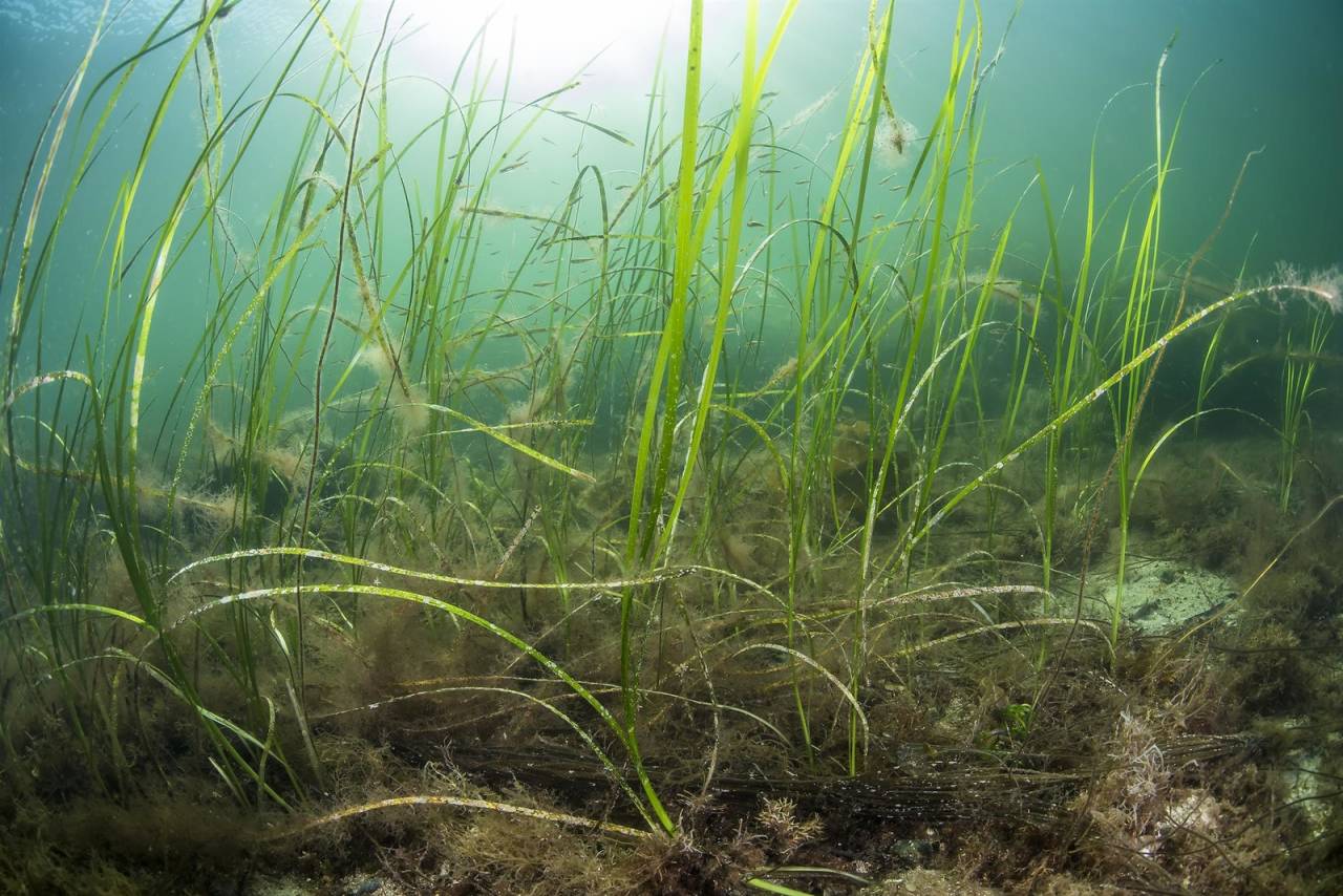 MARIN UNDERVANNSENG: Ålegrasengene fungerer som skjulested, oppvekstområde og spiskammer for fiskeyngel og krepsdyr. De er også viktige næringsområder for ender og svaner. Tette ålegrasbestander reduserer vannets bevegelsesenergi ved å redusere bølgevirkningen og strømhastigheten. De binder derfor sedimentene og øker erosjonsmotstanden, heter det i beskrivelsene til Artsdatabanken. Foto: Erling Svensen ålegras-marin undervannseng