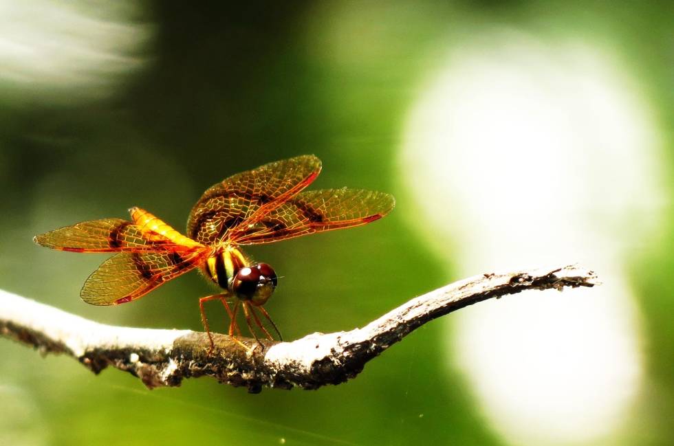BLIKKFANG Fascinerende innsekter og dyreliv så langt øyet rekker Amazonas-på-flåte-6