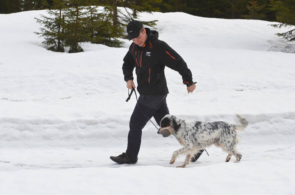 Bære: Når hunden har lært å holde, skal den lære å bære. Hunden skal ha høy, logrende hale før du kan starte siste fase med å gripe. Apportdressur-3