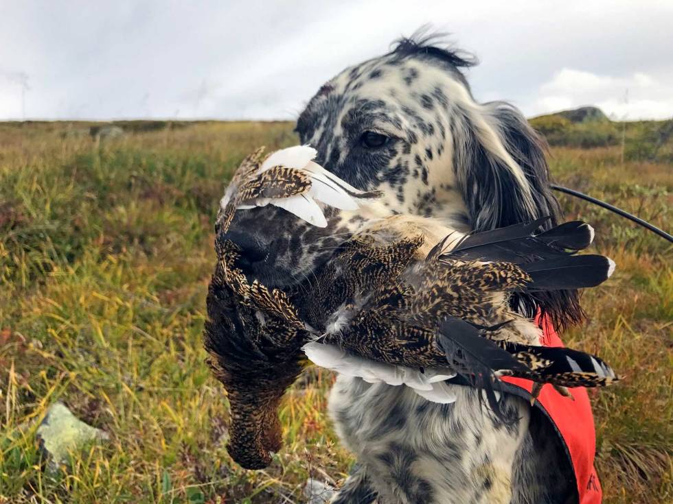 Vare tenner: Hunden må også lære å bære rypa uten at den tygger. Det er ikke hyggelig å spise ryper som hunden har tygd i stykker. Apportdressur-4