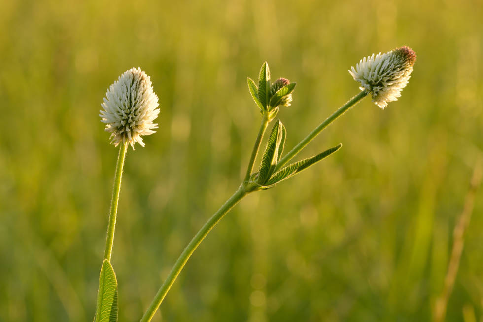 Bakkekløver, eller Trifolium Montanum, vokser kun på Hovedøya. Foto: Wikimedia Commons Bakkekløver hovedøya utemagasinet guide tips turtips sommer oslo