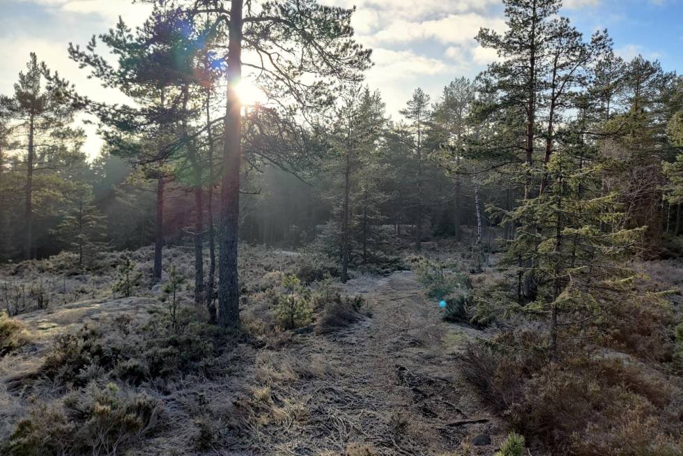 Barfrost stisykling i Lillomarka Fra Fredrik Haraldseths sitter i Lillomarka på lørdag. Foto: Fredrik Haraldseth