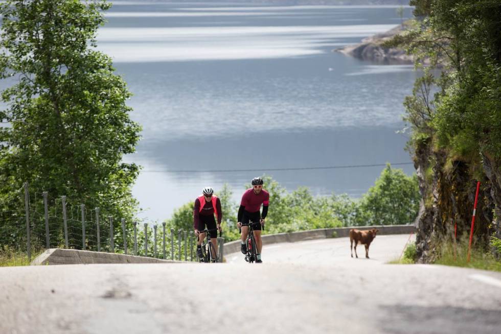 Kufeber: Ku er best på bildet på Melkesjoko-laden, uansett holdt den ikke følge opp en av de siste knekkerne før Fotlandsvåg, på Osterøy. Bergen-Østerøy-Langtur-Landevei-6