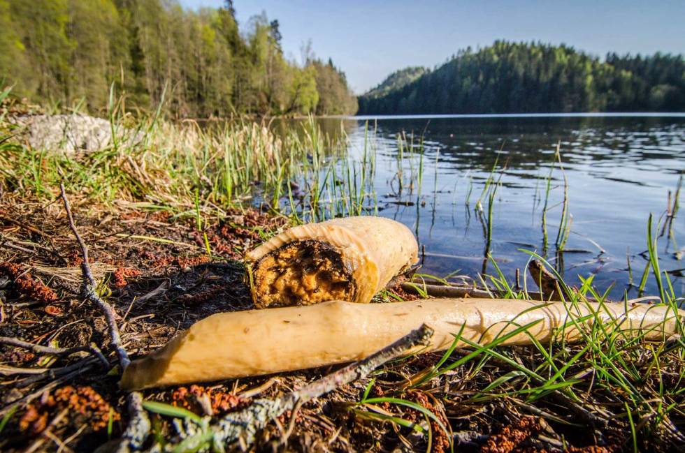 VÅRYR: April er ikke uten grunn den måneden de fleste bruker til beverjakt. Smeltevann, ferske knopper og vekster gjør beveren våryr. Beverjakt-4