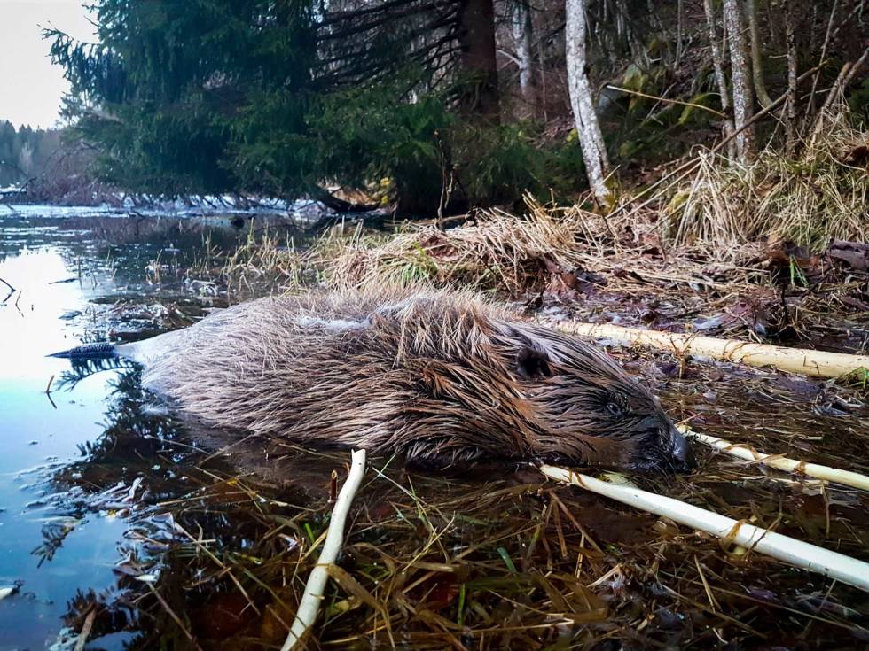 Vårlig eim: Jeg må så smått humre for meg selv, etter å ha luktet meg frem til en bever som var ute på morgenkvisten. Beverjakt-5