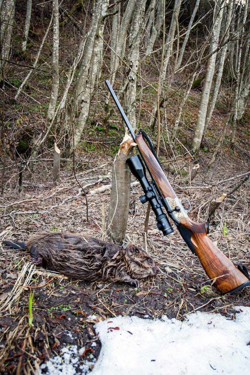 NATUREN VÅKNER: Rykende ferskt beverfall! Livet smiler, for bordet er dekket for late timer med kaffekopp og rifle. Beverjakt-9