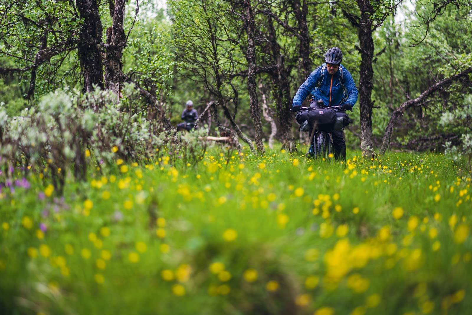 BIKEPACKER I BLOMSTERENGA: Joe Newton klemmer på gjennom et kronglete parti langs Rondanestien. Bikepacking-Storlien–Oslo-10