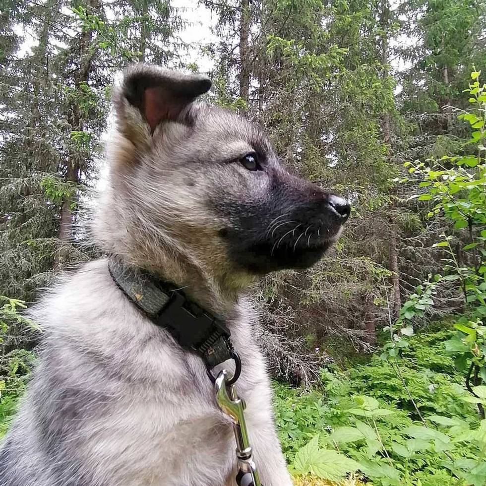 @brenden_hunting: Tidlig krøkes som go’ elghund skal bli :) #norskgråelghund #neg #elghund #moosedog #puppy #jakthund #utehund #utinaturen #friskluft #outdoordog #hundnorge #skåbu #hundevalp brenden_hunting