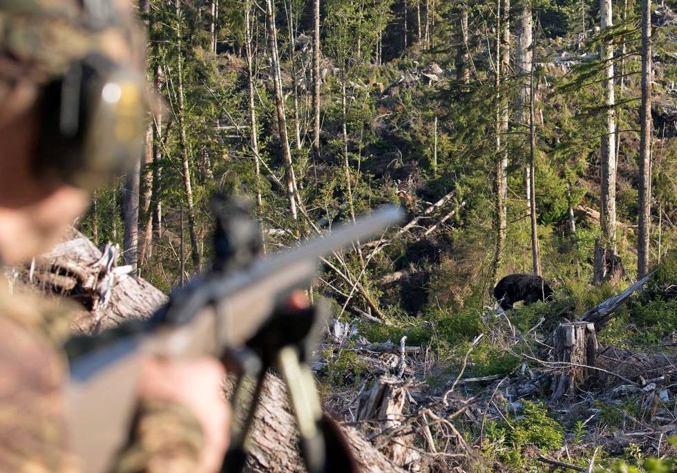 Tett: Terrenget på Vancouver Island kjennetegnes primært av å være dekt av tett, temperert regnskog. Enkelte steder som på skogsbilveier og i hogstfelt er det likevel åpent nok til å oppdage bjørn, sjøl om de gjerne var tett på før vi oppdaga dem. British-Columbia-Bush-bjørnejakt-5