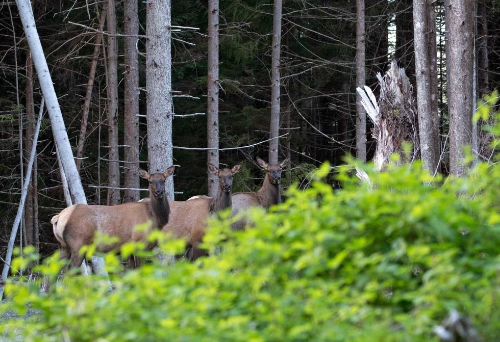Rikt dyreliv: Naturopplevelsene på en jakttur til Vancouver er helt fantastiske. Utover bjørn kan du blant anna oppleve Roosevelt elk, hvithode-ørn og skogshøns av forskjellige slag. British-Columbia-Bush-bjørnejakt-6