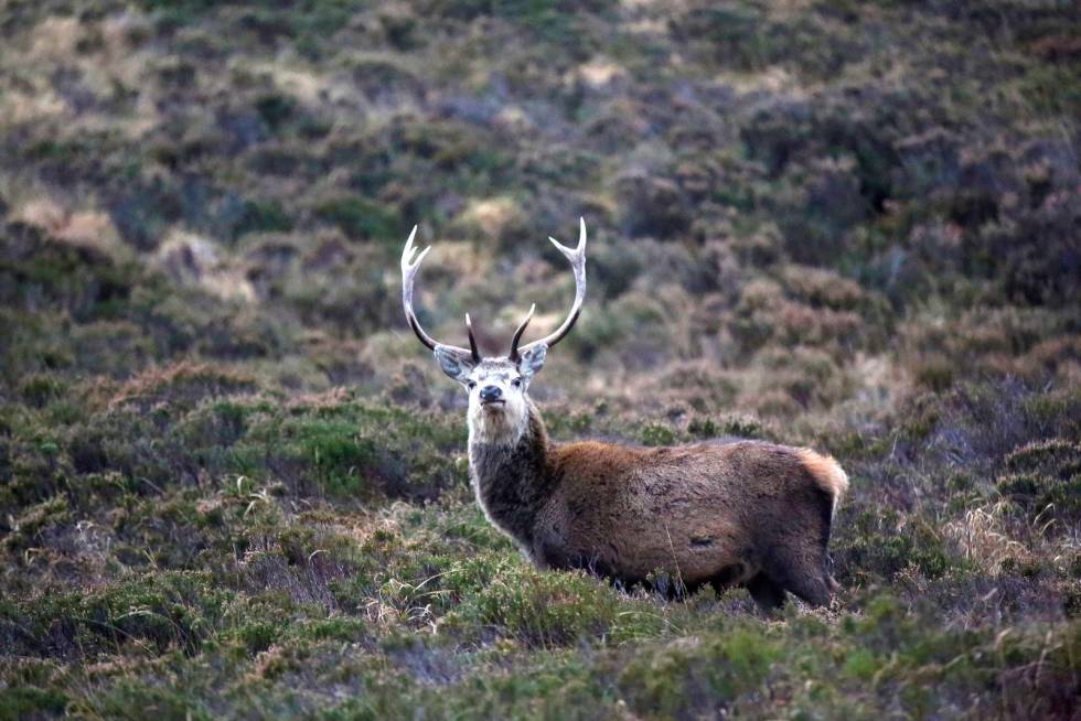 SYMMETRISK: Denne ti-takkeren mangler to spisser for å være «a royal». Men hvem vil ikke være fornøyd med et slikt gevir på veggen? Brunstjakt-Skottland-4