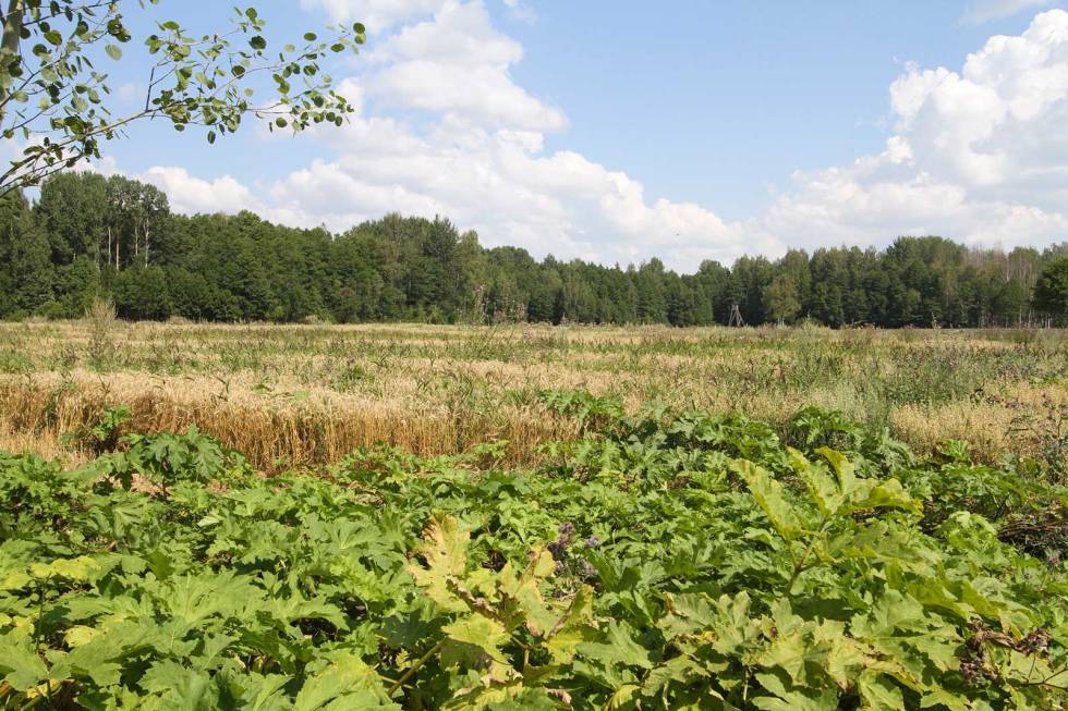 Store jaktmarker: Med en nasjonalpark med jaktforbud som nærmeste nabo, var det bra med vilttetthet. Bukkejakt-i-Latvia-3