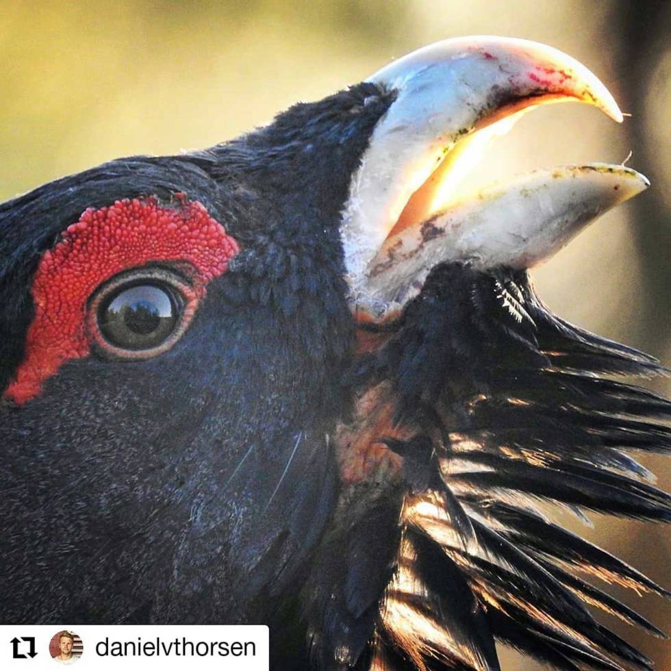 @danielvthorsen: Tiursjefen #tiurleik #nrknatur #skogsfugl #vårenseventyr #capercaillie #påvilleveier danielvthorsen