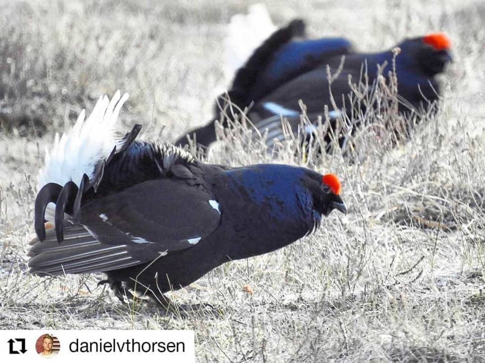 @danielvthorsen: Blåhaner på myra #vårenseventyr #orrfuglleik #påvilleveier danielvthorsen