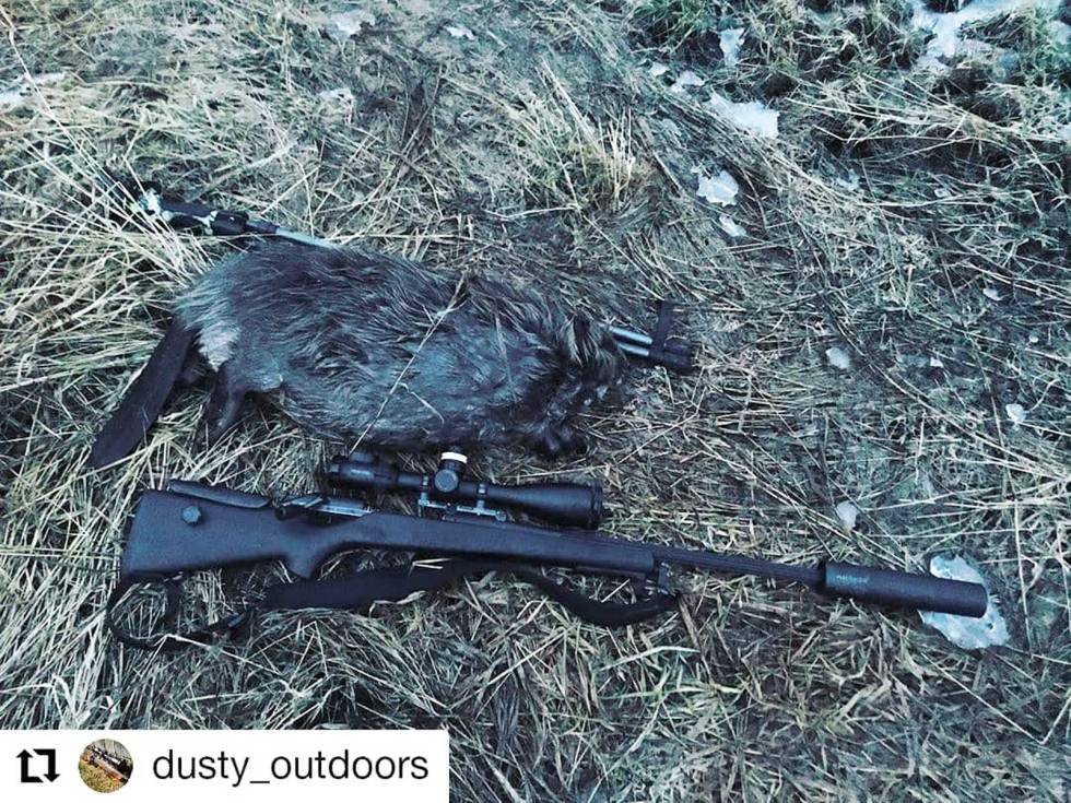 @dusty_outdoors: 17,5kg of beaver! This years first is a fact! So much fun when they slowly swim up the river and you can feel your heartrate speeding up while picking up the gun and finding the beaver in the sight! #beaver #hunting #beverjakt #beaverhunting #blaserr93 #hauskenlyddemper #270win #spring #exiting @jeger.no dsusty_outdoors