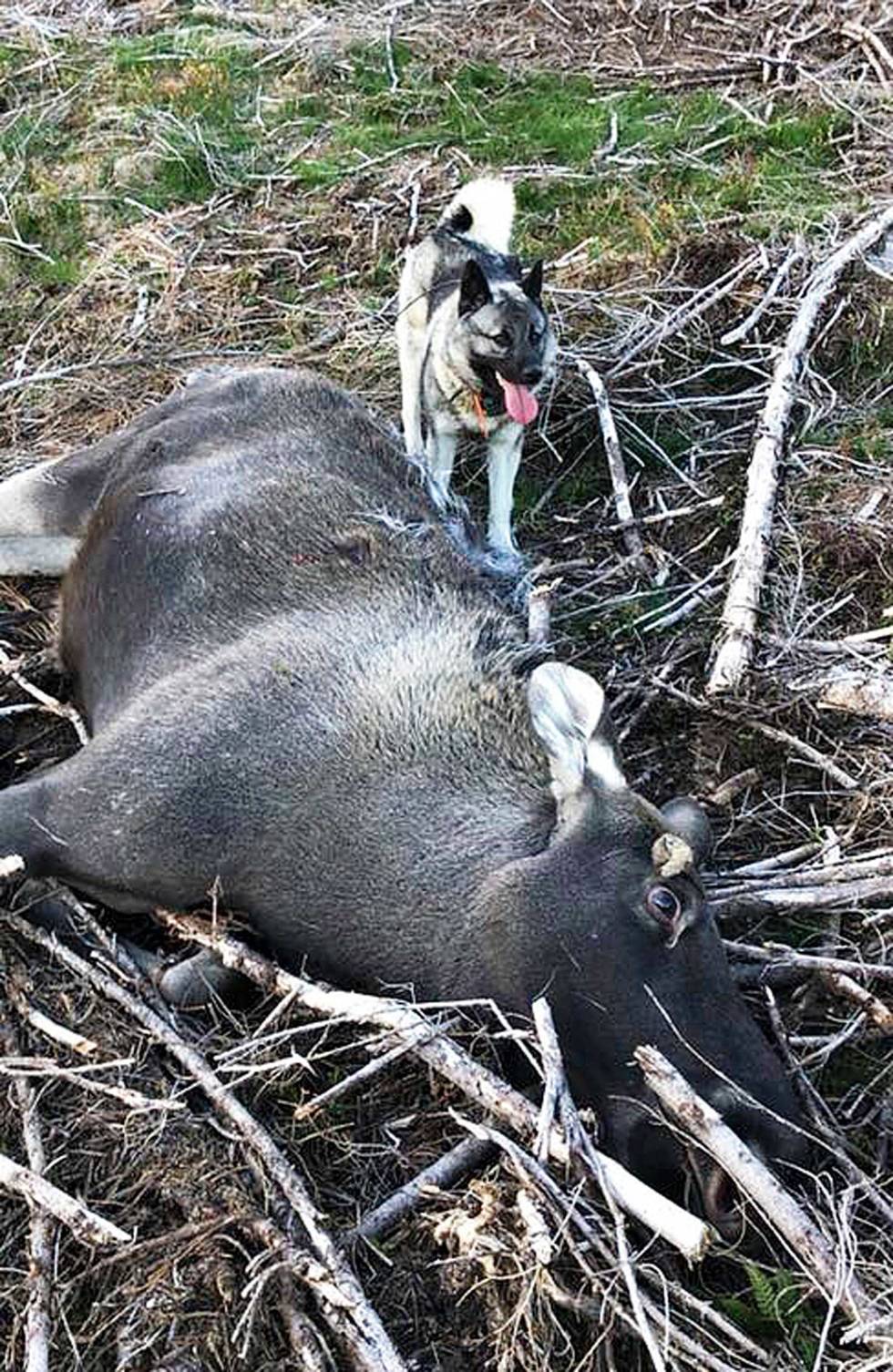 LOVENDE: Det var allerede felt tre elger samme høst for 2,5-årige Kaan. Elghund-2